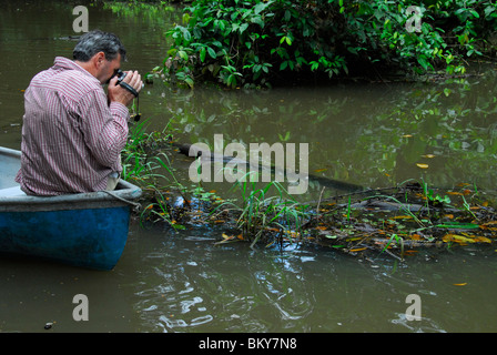 Prendre une photo d'Caïman à lunettes dans le marais du parc National de Tortuguero, Costa Rica, Amérique Centrale Banque D'Images