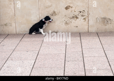 Chien assis à l'ombre Banque D'Images
