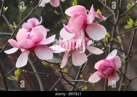 Fleurs magnolia rose close up Magnolia Lysimachia clethroides Duby Lysimachia fortunei Maxim Banque D'Images