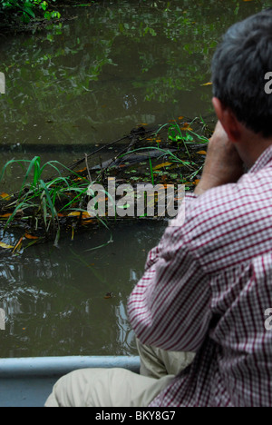 Prendre une photo d'Caïman à lunettes dans le marais du parc National de Tortuguero, Costa Rica, Amérique Centrale Banque D'Images