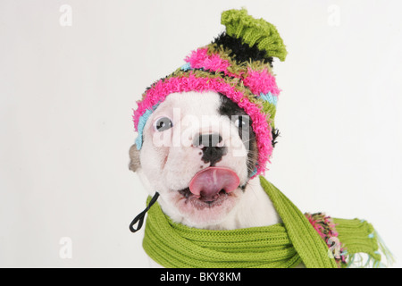 Chiot Bouledogue Français Banque D'Images