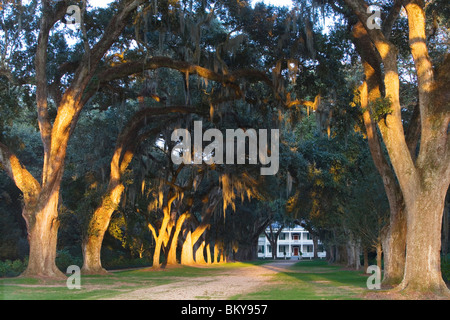 Louisiane un rêve : un vieux conduit vers oak alley Plantation Rosedown, Catonsville, Louisiane, Etats-Unis Banque D'Images