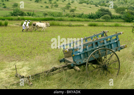 Le labour des champs avec des taureaux à Ralegan Siddhi, près de Pune, Maharashtra, Inde Banque D'Images