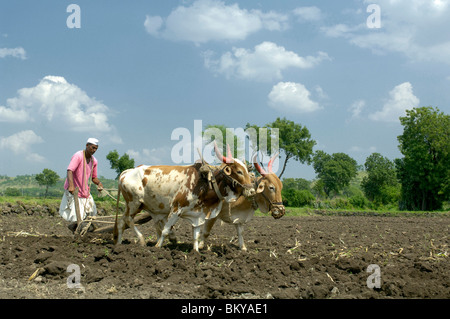 Le labour des champs avec des taureaux à Ralegan Siddhi, près de Pune, Maharashtra, Inde Banque D'Images