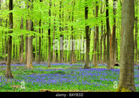 Jacinthes des bois dans le North Downs Surrey UK Banque D'Images