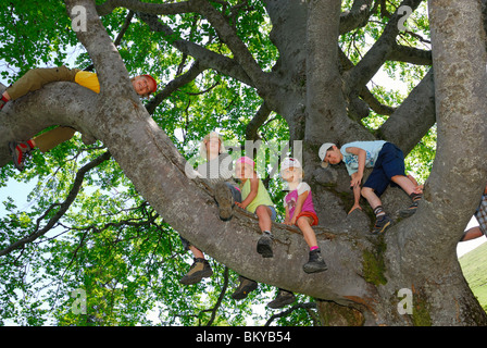 Les enfants de grimper sur un arbre, Alpes bavaroises, Upper Bavaria, Bavaria, Germany Banque D'Images