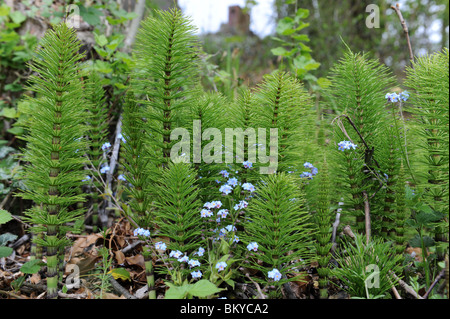 La prêle ou Mare's tail (Equisetum arvense) une espèce de mauvaises herbes vivaces à racines profondes Banque D'Images