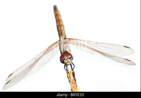 Aurora Dropwing libellule, femme, over white Banque D'Images