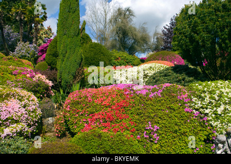 Divers Arbustes Azalea de couleur dans le jardin de Leonardslee Gardens West Sussex England Banque D'Images