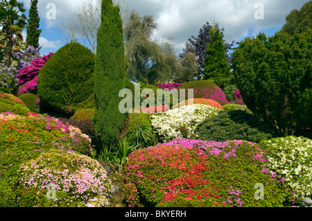 Divers Arbustes Azalea de couleur dans le jardin de Leonardslee Gardens West Sussex England Banque D'Images