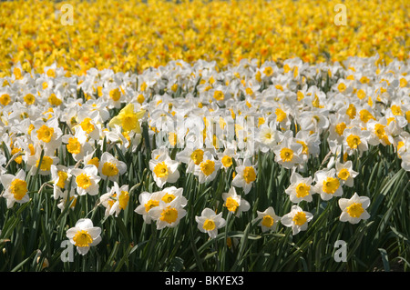 Narcisse jonquille jonquilles jaune fleurs Keukenhof Pays-bas Hollande près de Leyde, Haarlem et Amsterdam Banque D'Images