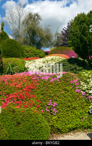 Divers Arbustes Azalea de couleur dans le jardin de Leonardslee Gardens West Sussex England Banque D'Images