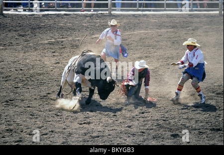 Un clown de rodéo détourne un bull en colère alors que le cow-boy s'échappe par les Sœurs Rodeo en Sœurs, Oregon Banque D'Images