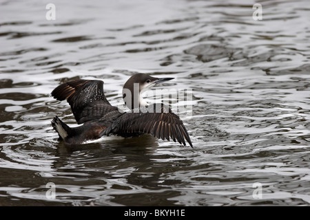 Prachttaucher,jiujitsu, plongée, Gavia arctica à gorge noire,,, Loon Banque D'Images