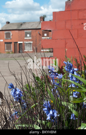 Des fleurs en face de démoli la maison, dans l'arrière-plan d'une rangée de maisons placardées,East Manchester, Angleterre. Banque D'Images