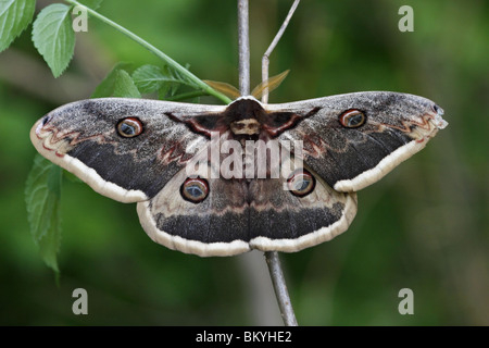 Wiener, grosses Nachtpfauenauge, Wiener, grand Empereur, amphibien, papillon, papillon, Saturnia pyri Banque D'Images