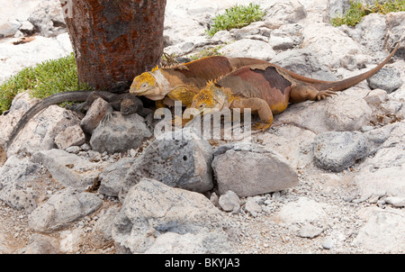 Deux iguanes terrestres et deux iguanes marins sur l'île South Plaza dans les îles Galapagos Banque D'Images