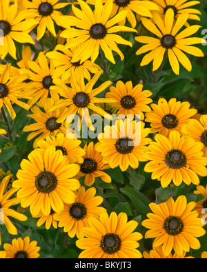 Vashon Island, WA de cluster coneflowers cultivée dans un jardin d'été Banque D'Images