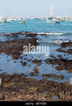 Port port ayora avec Sally Lightfoot crabes au premier plan sur l'île de Santa Cruz, dans les îles Galapagos Banque D'Images