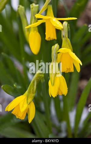 Fleurs de Printemps, WA Vashon de jaune jonquille ou Narcisse (Narcissus tete-a-tete) Banque D'Images