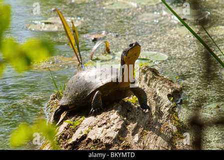 Tortue sur se connecter dans des milieux humides Banque D'Images