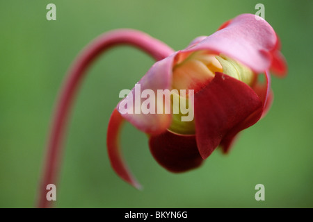 Pitcher-Plant la fleur (Sarracenia purpurea) Banque D'Images