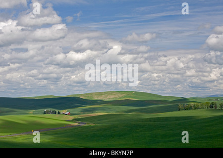 Whitman Comté, WA Curving road mène à une ferme avec grange rouge niché dans les collines vertes de la Palouse Banque D'Images