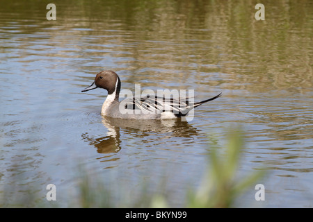 Un beau canard pilet nageant à travers un magnifique étang avec son reflet Banque D'Images