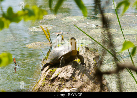 Tortue sur se connecter dans des milieux humides Banque D'Images