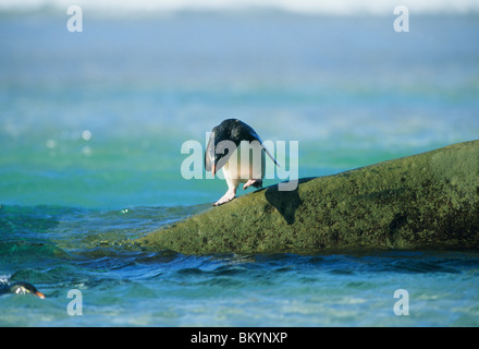 Rockhopper Penguin, (Eudyptes chrysocome), entrant dans la mer, l'Île Saunders, îles Falkland. Banque D'Images