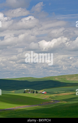 Whitman Comté, WA Curving road mène à une ferme nichée dans les collines vertes de la Palouse Banque D'Images