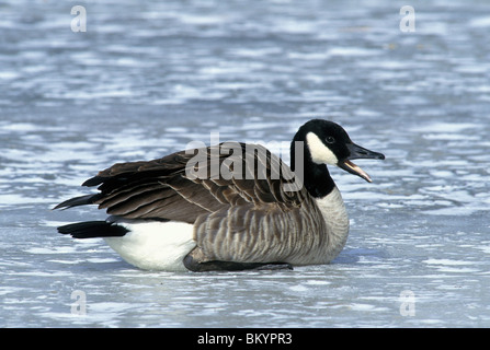 Canada Goose Brant canadensis sur étang gelé en Amérique du Nord, par George E. Stewart/Dembinsky Assoc Photo Banque D'Images