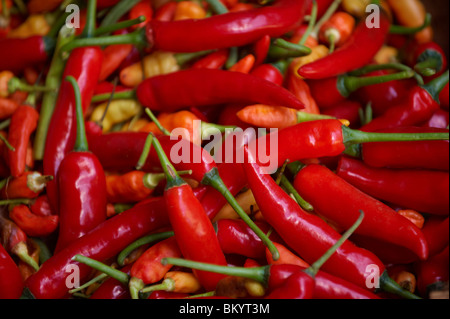 Piments rouges Banque D'Images