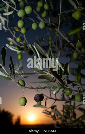 Olives sur l'arbre, Faro, Portugal Banque D'Images