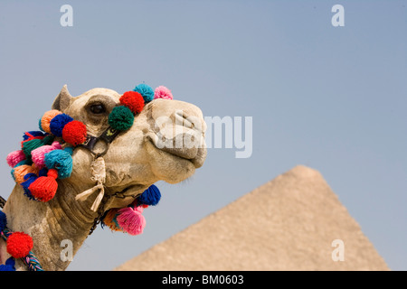 Camel à pyramides de Gizeh, Le Caire, Egypte Banque D'Images