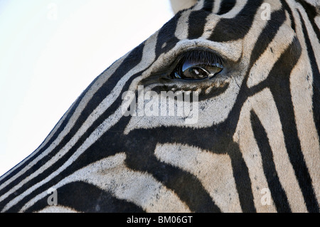 Zebra Banque D'Images