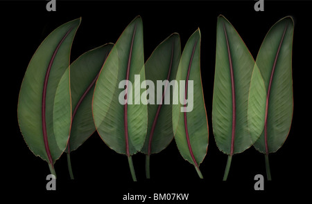 Ces pièces sont tous créés à New York à partir de plantes Hawaïennes. Banque D'Images