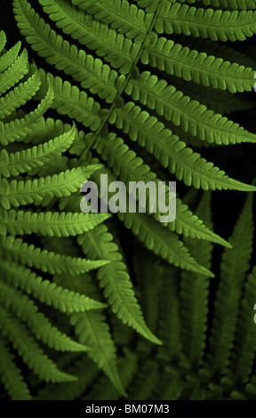 Ces pièces sont tous créés à New York à partir de plantes Hawaïennes. Banque D'Images