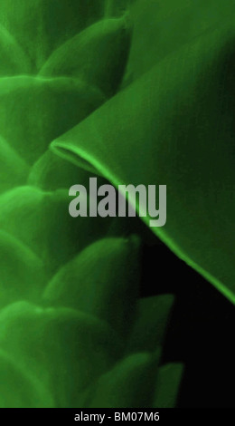 Ces pièces sont tous créés à New York à partir de plantes Hawaïennes. Banque D'Images