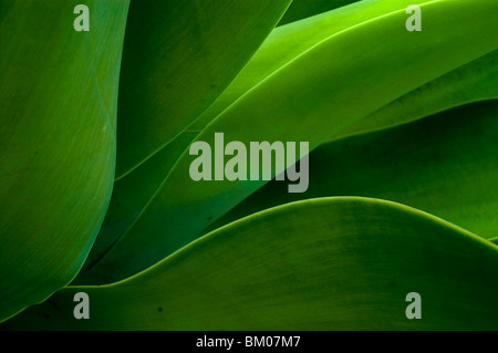 Ces pièces sont tous créés à New York à partir de plantes Hawaïennes. Banque D'Images