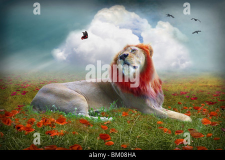 Lion dans un champs de coquelicots avec papillon Banque D'Images