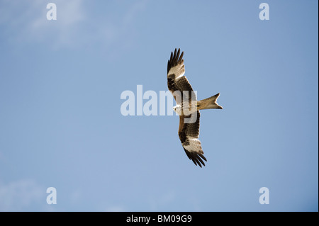 Red Kite prises en Écosse en avril 2010 Banque D'Images