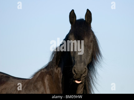 Portrait de frison Banque D'Images