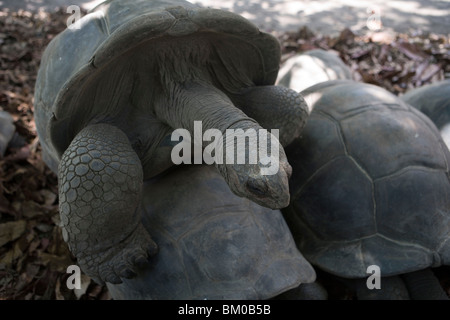 L'accouplement des tortues à l'Union européenne Plantation, l'île de La Digue, Seychelles Banque D'Images
