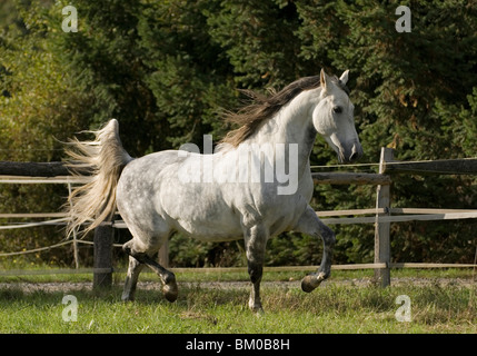 Cheval andalou au trot Banque D'Images