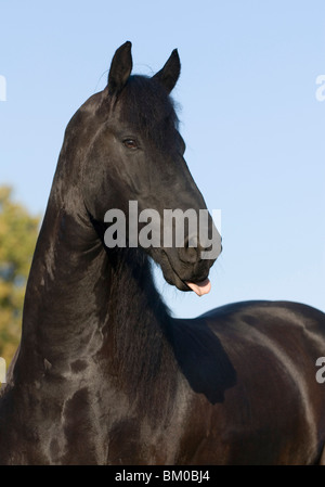 Portrait de frison Banque D'Images