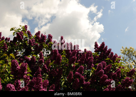 Lilac tree against blue sky Banque D'Images