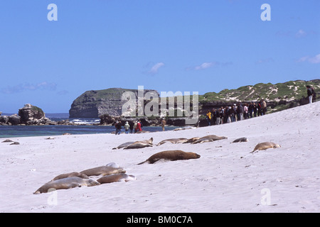 Les Lions de mer australiens, Seal Bay Conservation Park, Kangaroo Island, Australie du Sud, Australie Banque D'Images