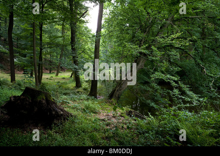 Jardin paysage dans Seifersdorfer Tal, Wachau, Seifersdorf près de Dresde, Saxe, Allemagne, Europe Banque D'Images