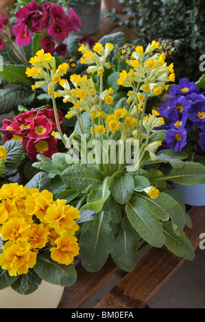 Coucou bleu (primula veris)' 'cabrillo Banque D'Images